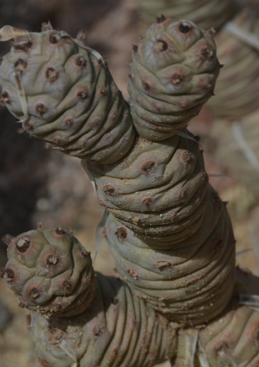 paper spine cholla